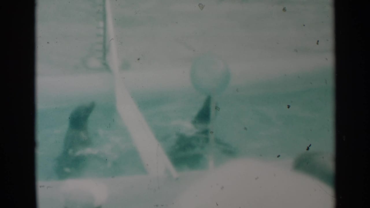 Seals in a pool with a ball above the divider and splashing water.