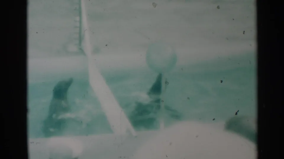 A teal-tinted 8mm frame shows two seals moving in a pool below a light ball and beside a white partition.