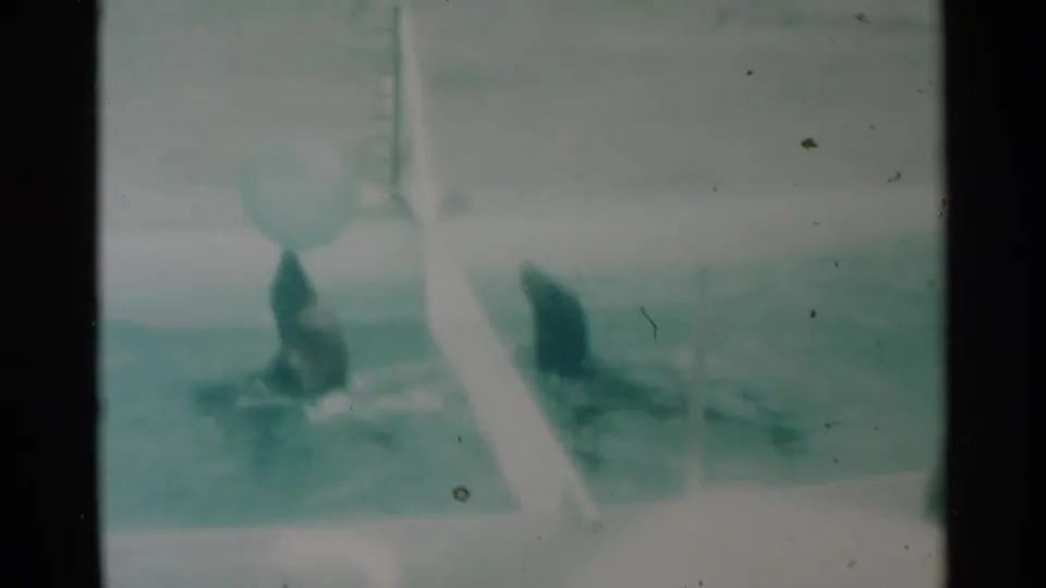 1959 home-movie frame of two seals in a controlled pool area, with a pale ball overhead and the divider cutting through the view.