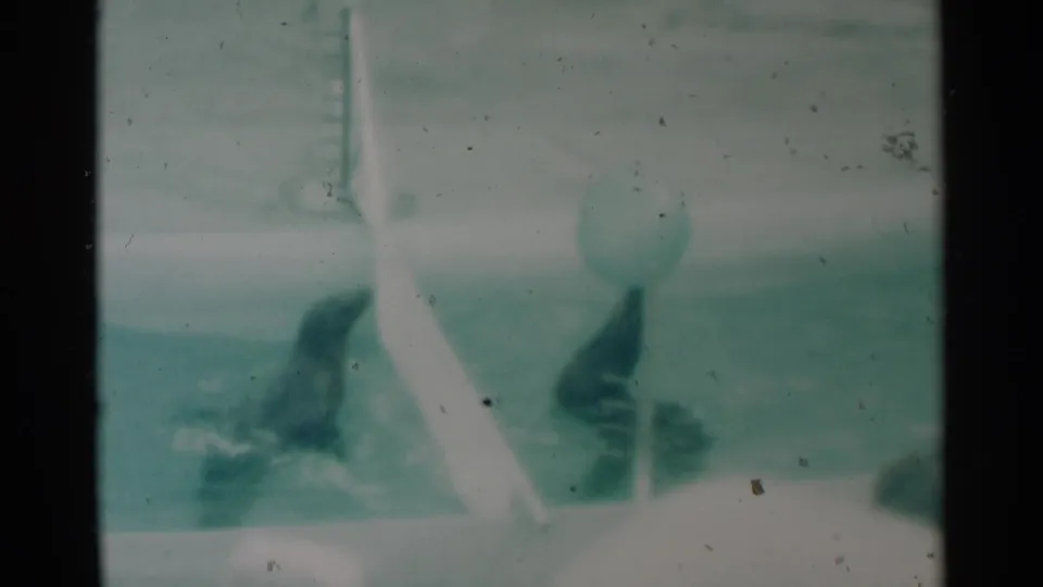 Final 8mm frame shows one seal lifted near the white divider, another seal lower in the pool, and the ball still visible above.