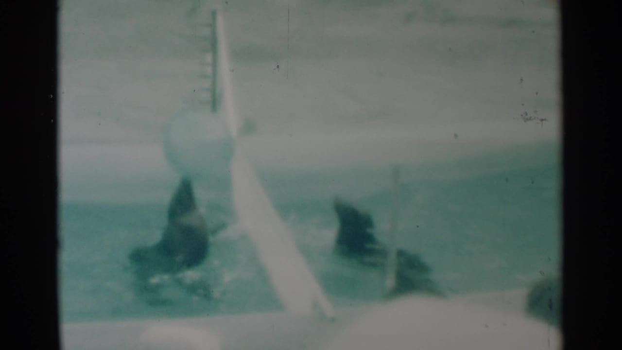 1959 South Dakota 8mm frame showing two seals in a pool beneath a large ball beside a white divider.