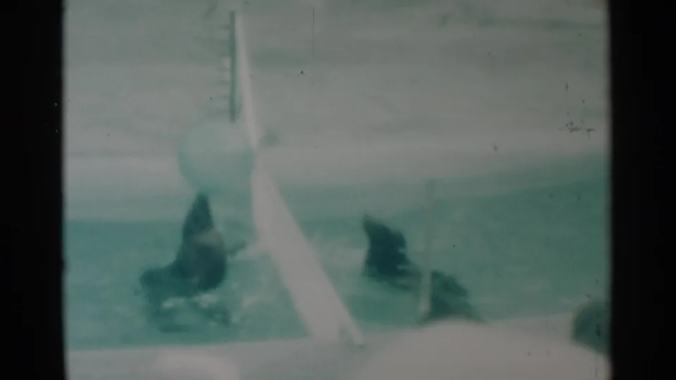 1959 South Dakota 8mm frame showing two seals in a pool beneath a large ball beside a white divider.