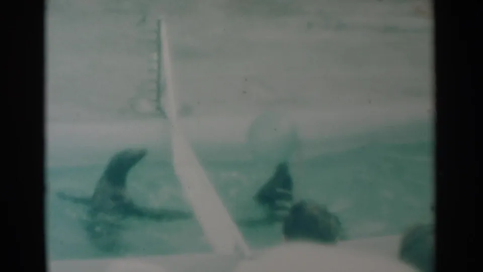 1959 South Dakota 8mm frame with one seal lifting up in the water near another seal and a large ball.