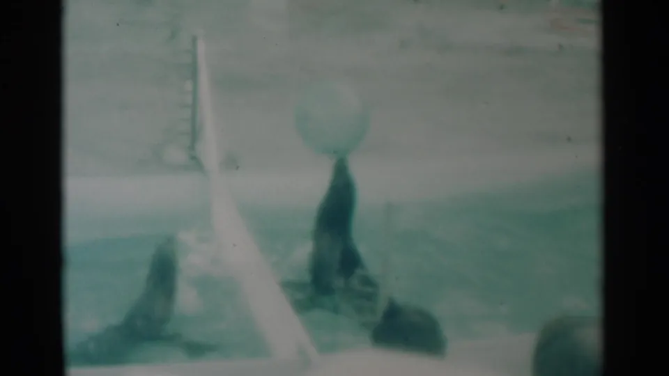 1959 South Dakota 8mm frame showing two seals in the water around a large ball during a pool performance.