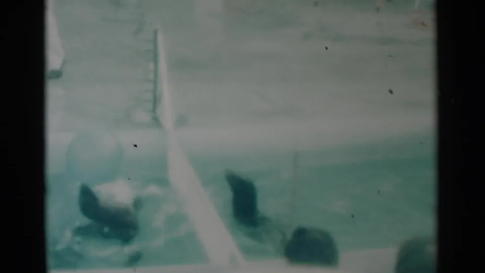 1959 South Dakota 8mm frame with a seal splashing near a ball and another seal partly visible by the divider.