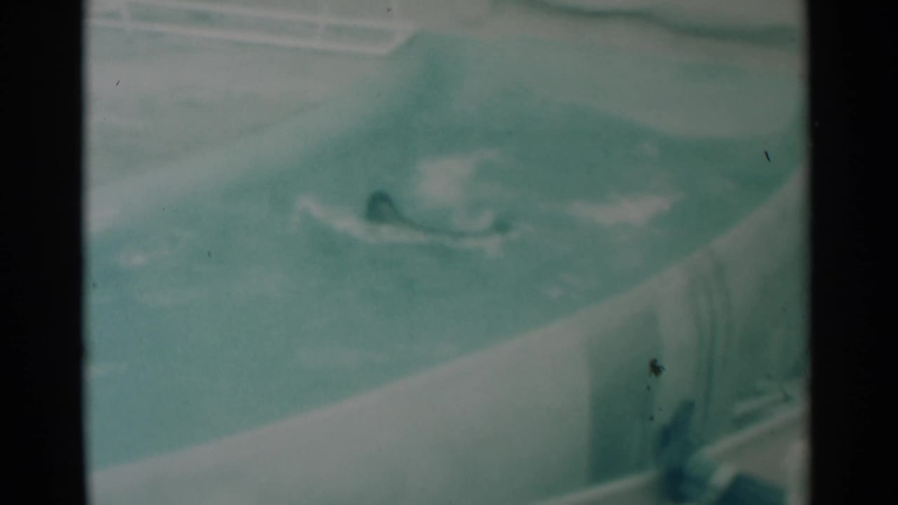 Seal moving through a pale blue-green zoo pool beside a white enclosure edge.