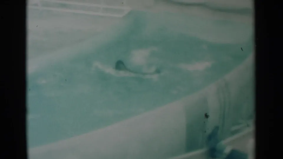 1959 South Dakota 8mm frame showing a seal swimming in a zoo pool with soft focus, teal color cast, and dark film borders.