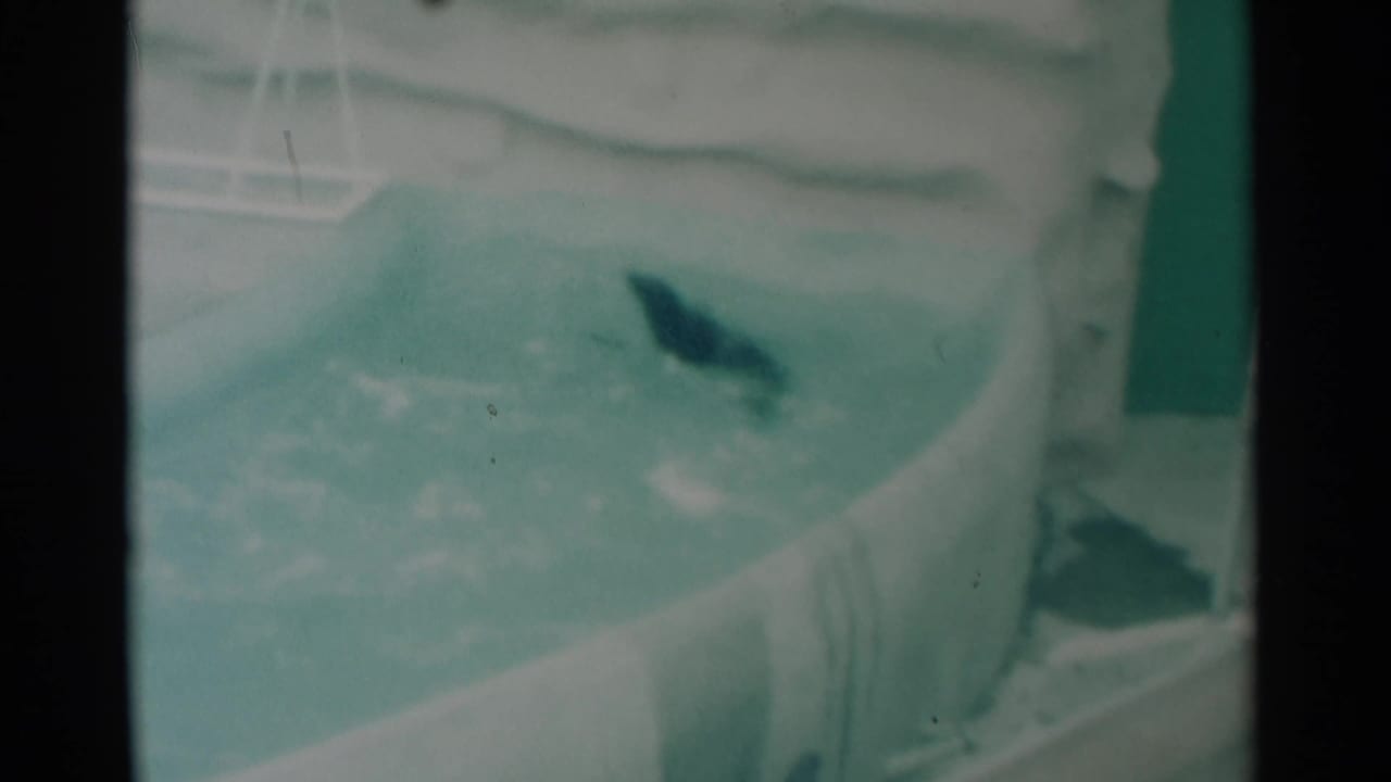 Seal breaking the surface in a zoo pool with water splashing around it.