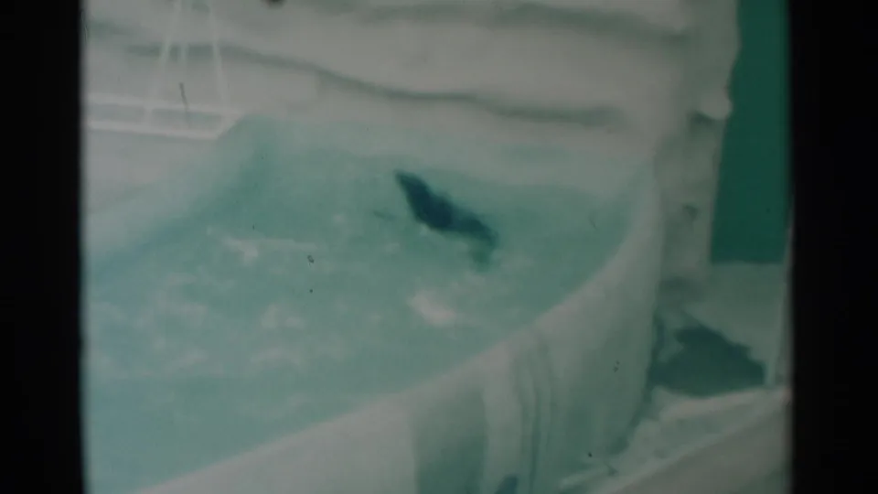 1959 South Dakota 8mm frame of a seal surfacing or leaping in a pale zoo pool, with grain, teal cast, and enclosure edges visible.