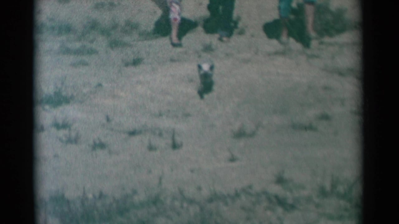 Siamese cat on sunlit grass with partial people visible in the background.
