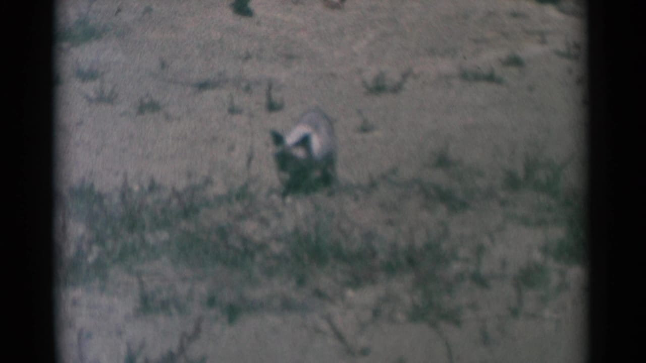 Siamese cat crouched or walking through sparse grass in a faded frame.
