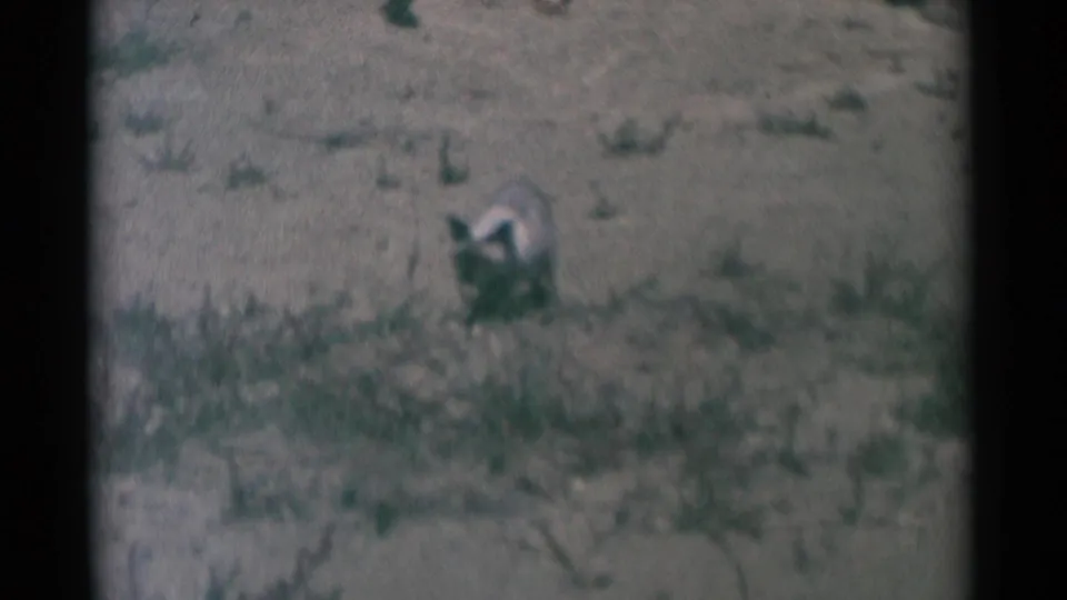 1959 South Dakota home-movie frame with a Siamese cat moving through a patchy grassy area in soft, grainy color.