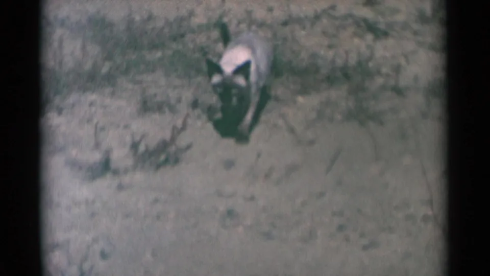 1959 South Dakota 8mm still showing the Siamese cat nearer the lens, with dark ears and pale body visible despite soft focus.