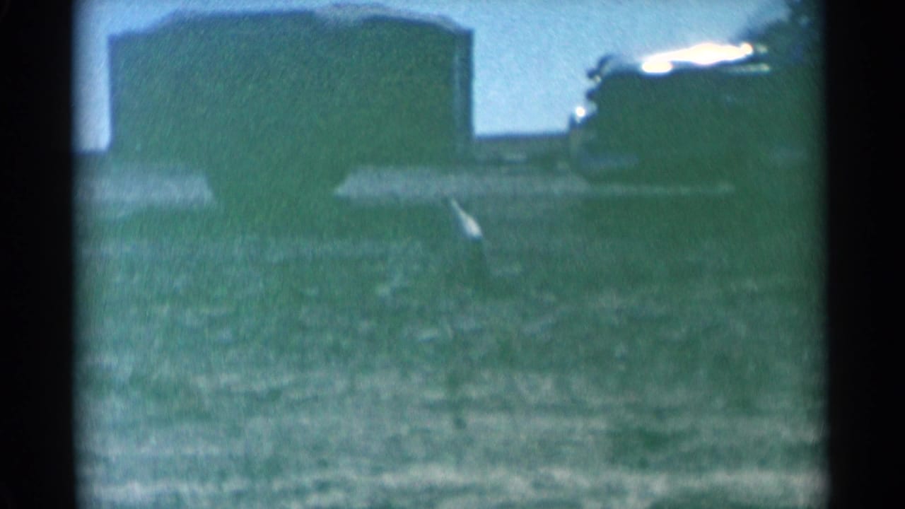 Small dog farther across the field near a large dark parked vehicle in soft focus.