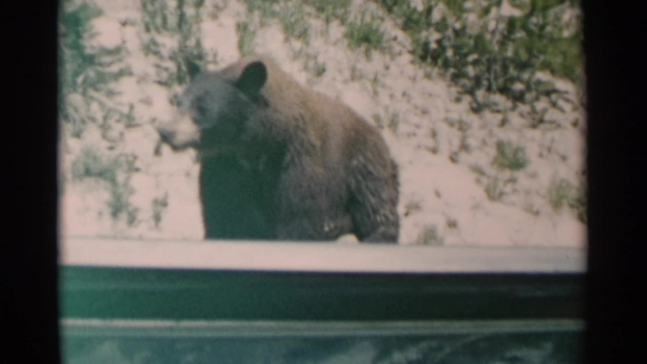 A dark bear stands near a car window in the supplied Cheyenne, Wyoming 1961 home-movie footage.