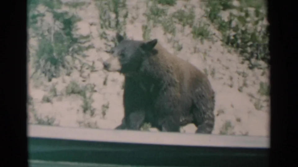 A dark bear is shown in profile near the car window, framed by snowy ground and brush in 1961 home-movie footage.