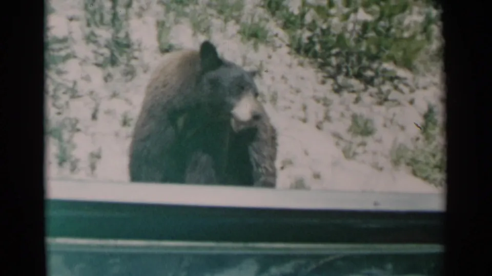 The bear faces toward the camera through the car window, with snow and brush visible behind it.