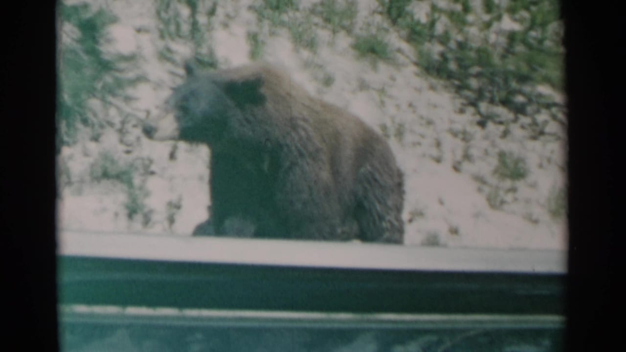 Brown bear beside snowy ground and shrubs, seen through a dark vehicle window frame.