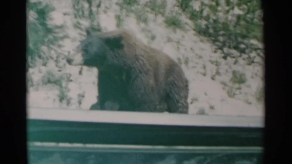 Brown bear in a snowy Cheyenne, Wyoming setting in 1961, filmed through a vehicle window on soft 8mm home-movie stock.