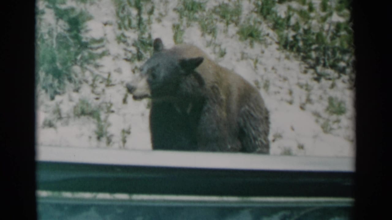 The bear turns slightly on a bright snowy slope, with shrubs behind it and a dark vehicle frame at the edge of the 8mm view.