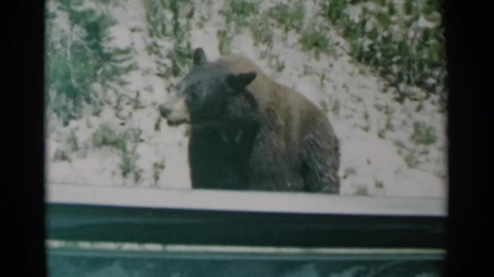 The bear turns slightly on a bright snowy slope, with shrubs behind it and a dark vehicle frame at the edge of the 8mm view.