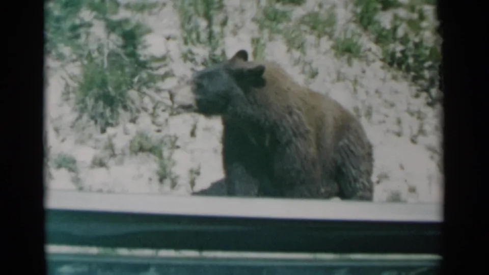 A closer 8mm view shows the brown bear in profile near snowy ground and brush, still framed by the vehicle window.