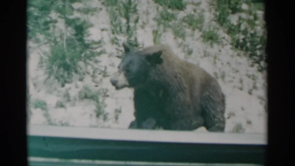 The final visible frame shows the bear partly turned in the snowy Wyoming setting, with the vehicle window and 8mm softness still prominent.
