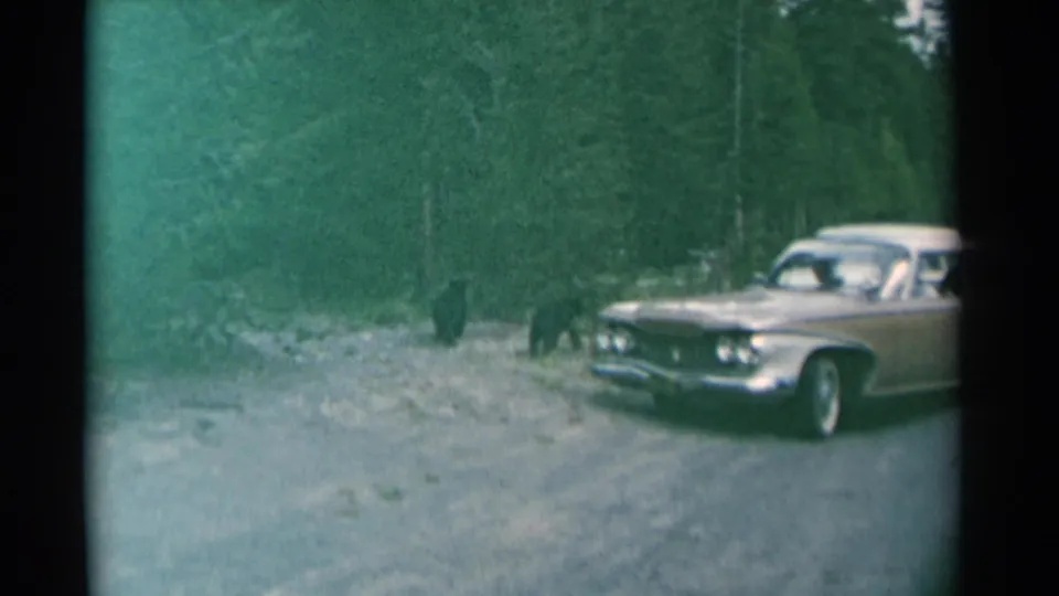 1961 Wyoming home-movie frame showing two black bears near a stopped light-colored sedan on a wooded roadside.