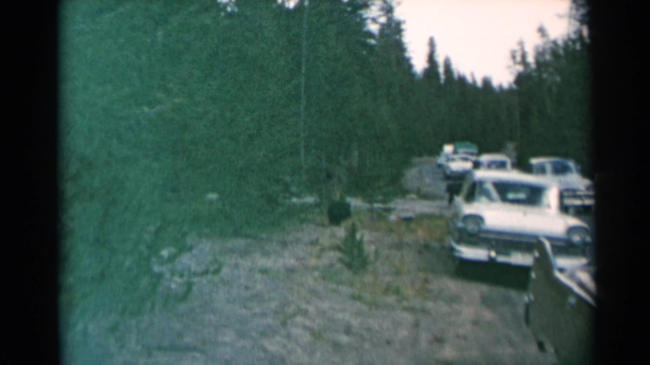 Cars stopped along a forest road with a bear near the roadside.