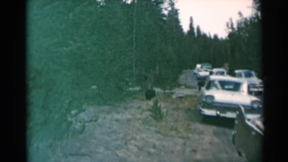 1961 home-movie frame showing classic cars paused on a forest road as a bear moves near the shoulder.