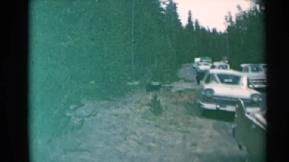Faded 8mm frame of a forest road where cars have stopped near a bear in the roadside brush.