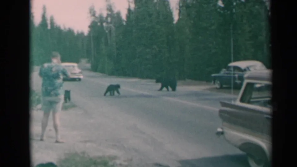 1961 roadside scene with a man standing on the shoulder while two black bears cross near mid-century cars.