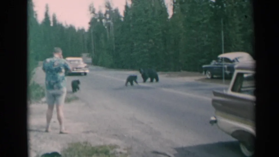Home-movie frame from the 1961 Wyoming clip showing a man on the roadside watching bears cross the road.
