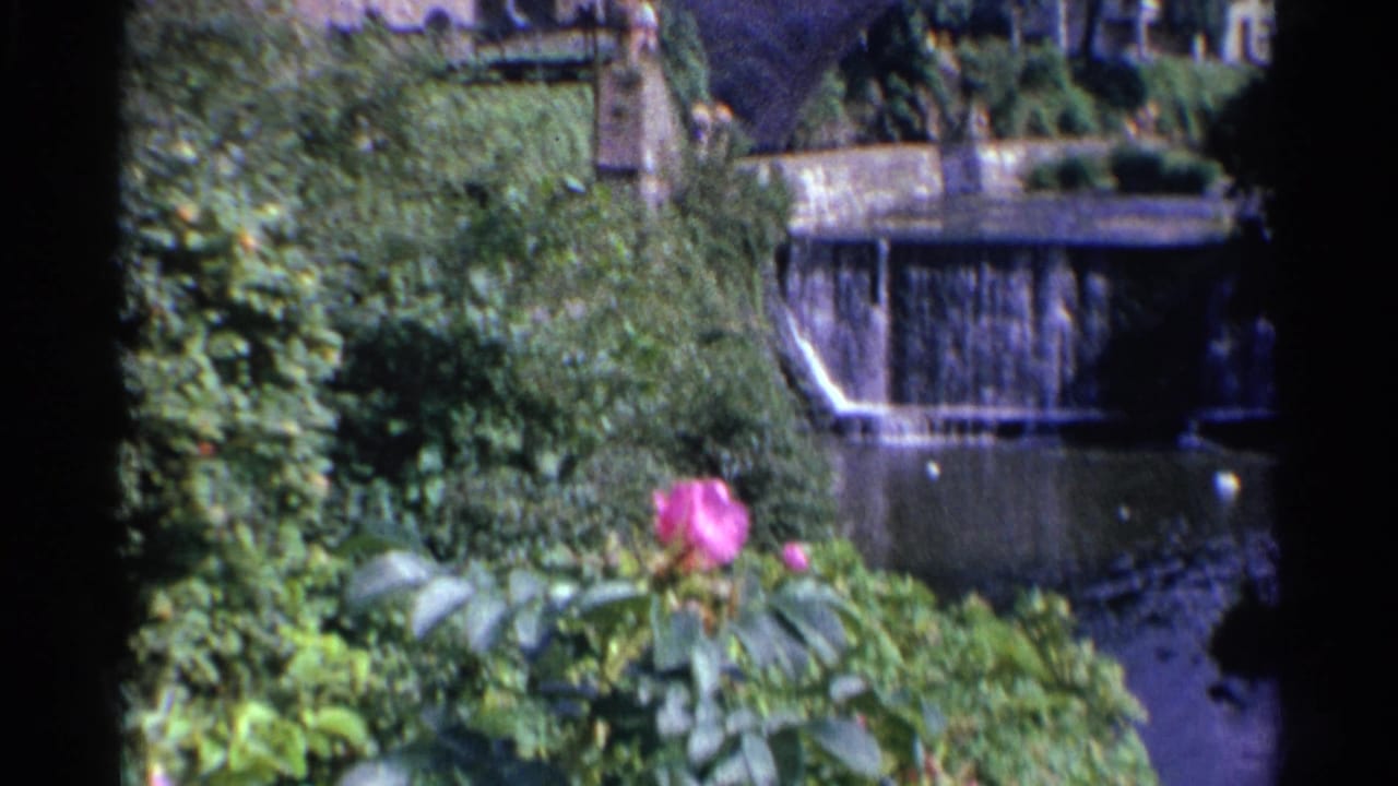 1961 Germany 8mm view of dense garden foliage, a pink rose, and a small waterfall entering a stream near a bridge.