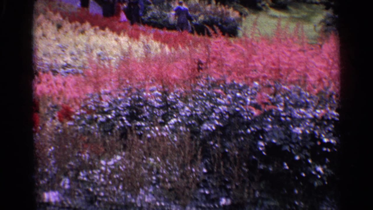 1961 Switzerland home-movie view of red, pink, pale, and purple flower beds in a public garden area.