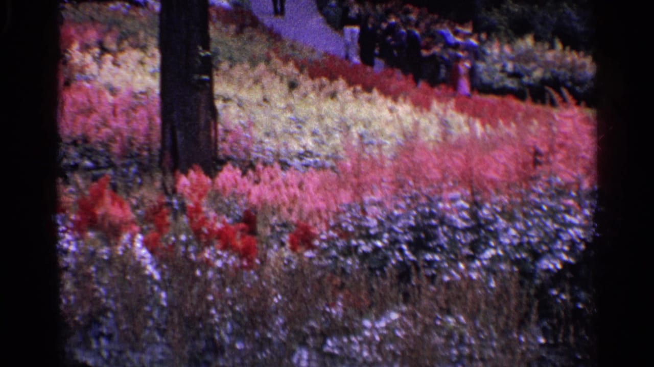 1961 Switzerland frame showing landscaped flower beds, a tree trunk, and distant visitors in a public garden setting.