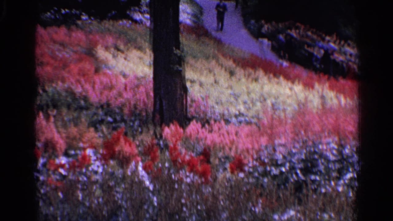 1961 Switzerland 8mm frame showing vivid flower beds, a large tree trunk, shrubs, and distant people on a park path.