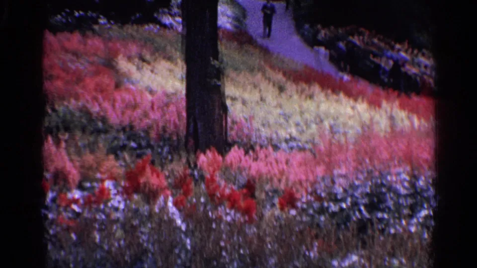 1961 Switzerland 8mm frame showing vivid flower beds, a large tree trunk, shrubs, and distant people on a park path.