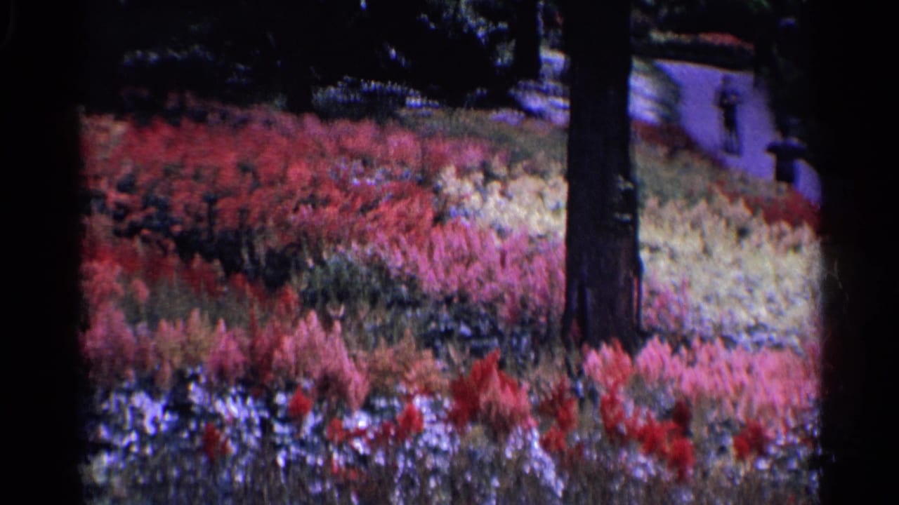 1961 Switzerland garden view with layered red and pink plantings, tall tree trunks, paths, and visitors partly visible in the distance.