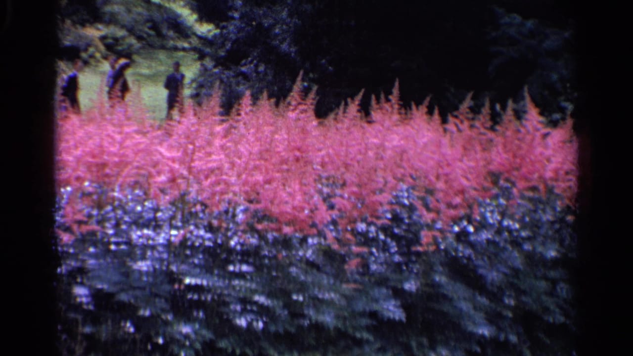 1961 Switzerland 8mm still of a broad pink flower bed, darker shrubs, and several distant park visitors walking or standing beyond it.