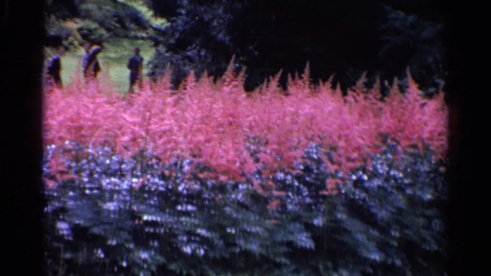 1961 Switzerland 8mm still of a broad pink flower bed, darker shrubs, and several distant park visitors walking or standing beyond it.