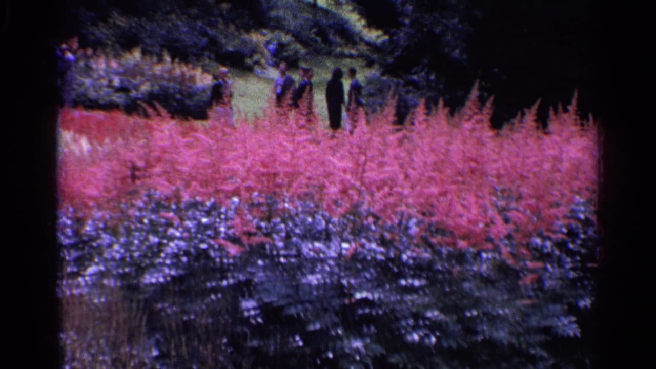 1961 Switzerland park scene with visitors near a path behind pink flower beds, dense shrubs, and dark tree cover.