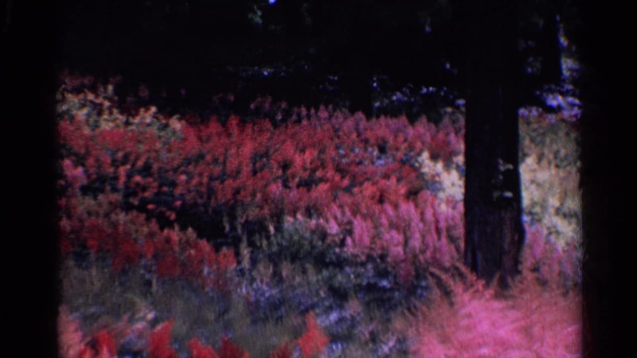 Pink flowering shrubs and dark tree trunks in a shaded park.
