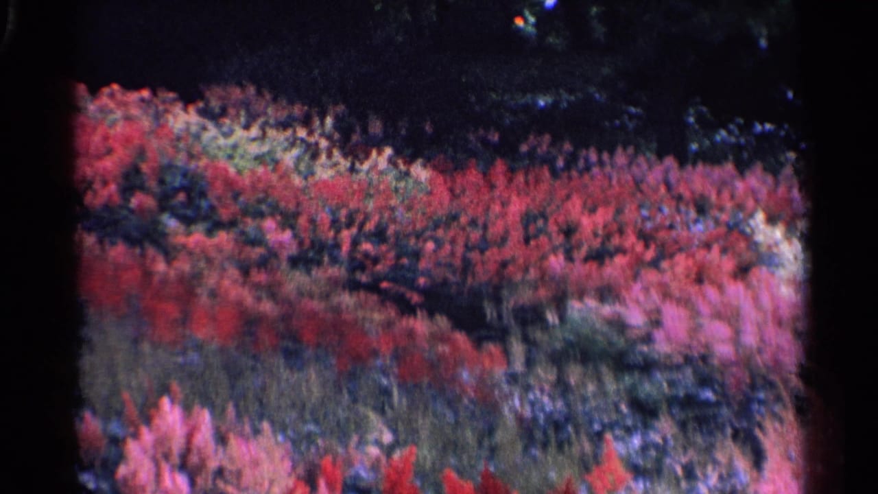 Bright flower beds sweep across a shaded garden area.