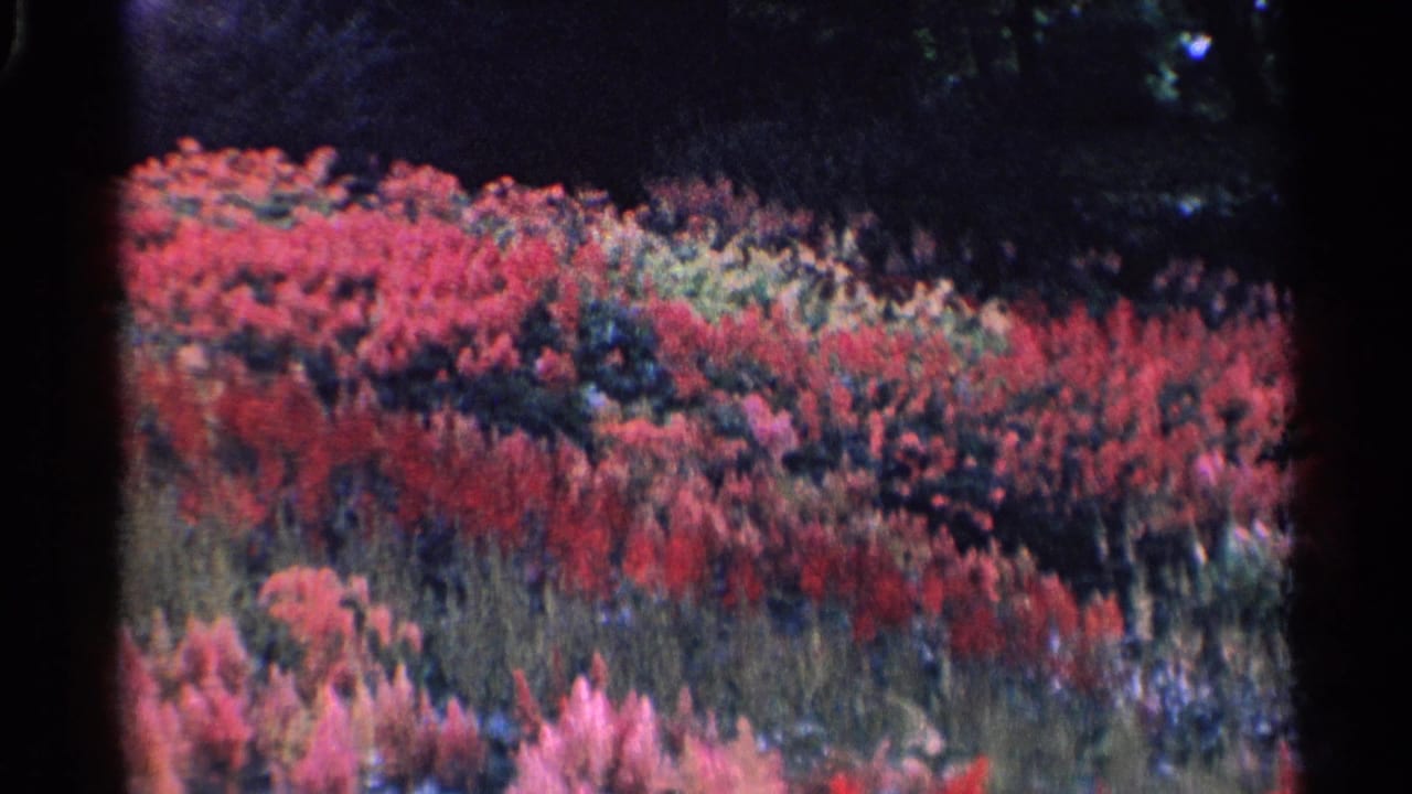 1961 8mm frame with layered red and pink flowering shrubs in a forested Swiss park.