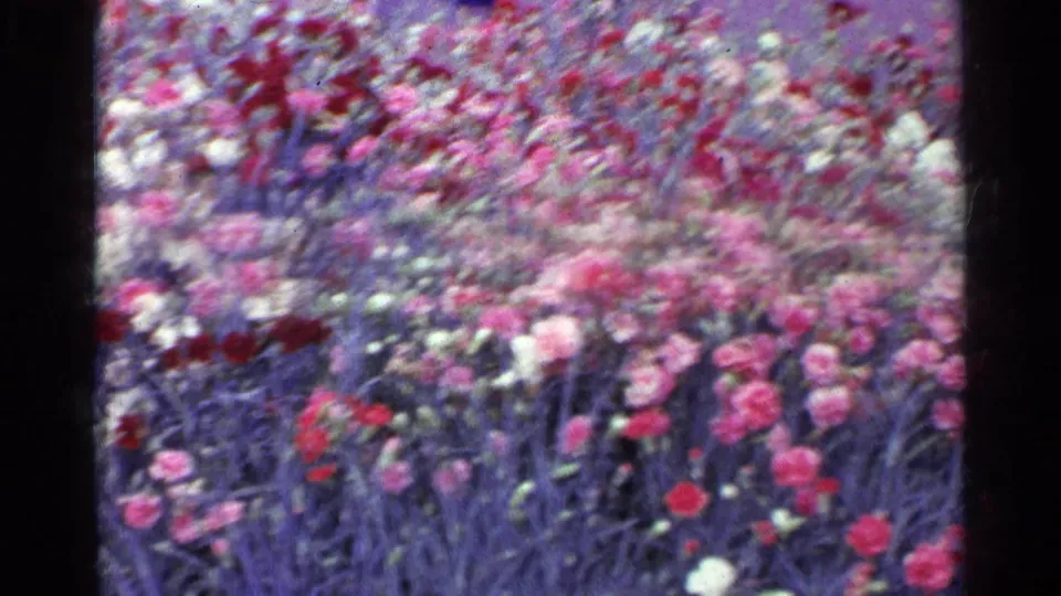 1961 Switzerland travel footage frame showing a dense garden bed of red, pink, and white flowers.