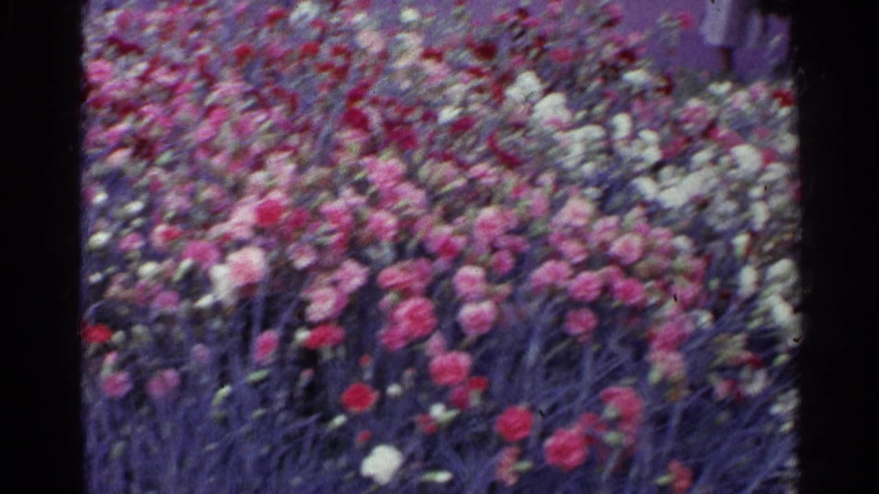 Dense bed of pink, red, and white carnations with blurred visitors above the flowers.