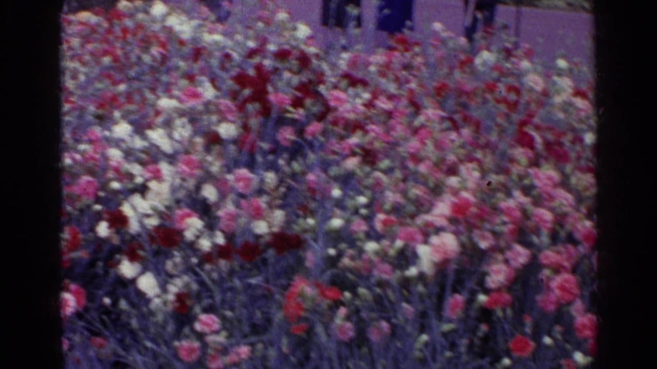 A soft 8mm view of a Swiss garden display in 1961, dominated by carnations with indistinct people along the walkway behind it.