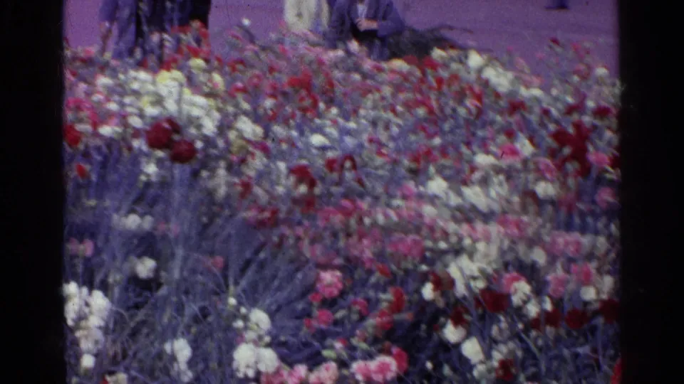 1961 Switzerland home-movie frame looking across a crowded carnation bed, with red and white blooms and soft figures in the background.