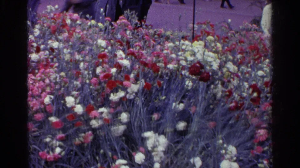 A 1961 Swiss garden-show view with carnations filling most of the frame and indistinct visitors visible at the top edge.
